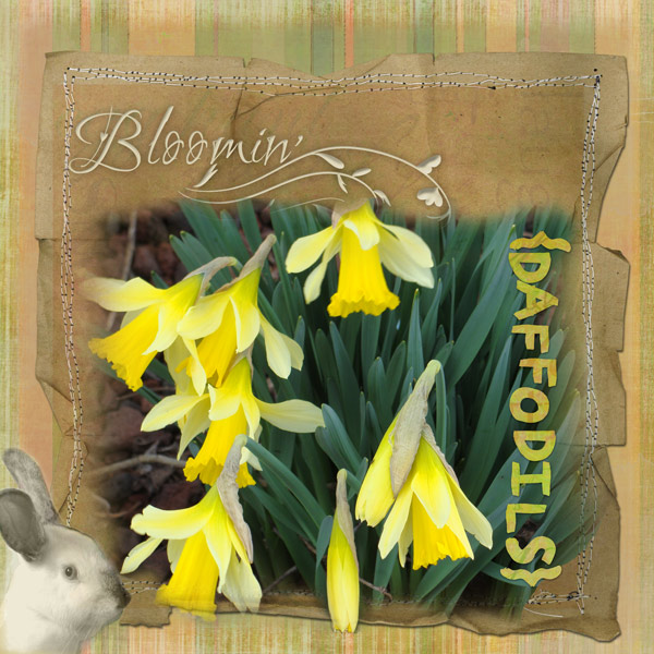 https://cottagearts.net/blog/wp-content/gallery/think-spring/daffodils6.jpg
