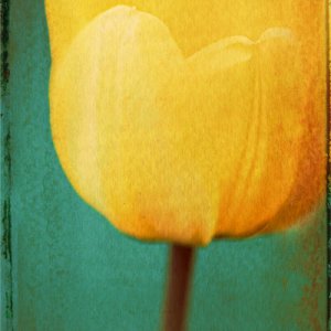 tulip blend