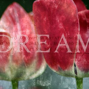 dream tulips...