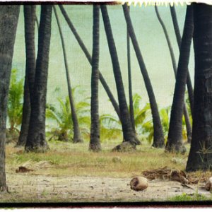 Molokai Palm Grove (digital photo transfer)