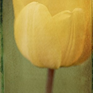 tulip photo art blend