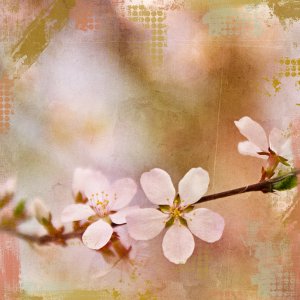 apple blossom photo blend